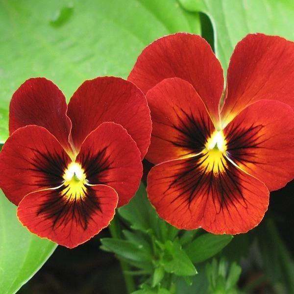 Фиалка: приметы и суеверия, значение цветка, можно ли выращивать фиалки дома