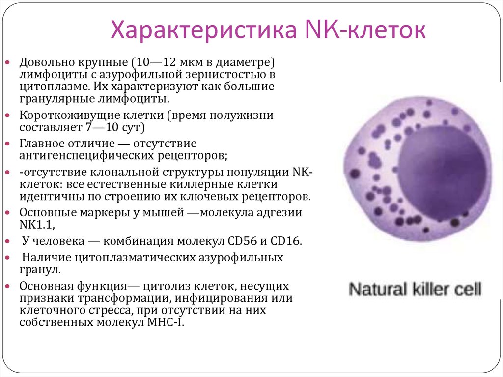 Отсутствие лимфоцитов. Функция NK лимфоцитов. NK клетки функции. Натуральные киллеры (NK-клетки). Функции НК клеток иммунология.