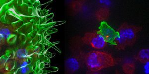 Блокада рецептора контрольной точки TIGIT предотвращает истощение NK-клеток и вызывает сильный противоопухолевый иммунитет