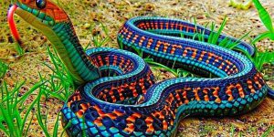 Самые ядовитые змеи Земли. ТОП-10