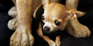 Самые маленькие породы собак в мире