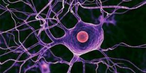 Ученые нашли препарат для восстановления нервных клеток после травмы