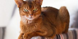 Абиссинская кошка: отзывы владельцев, характеристика породы и рекомендации по уходу