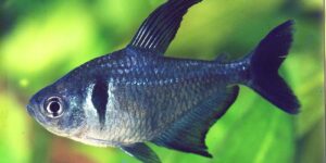 Харациновые аквариумные рыбки: описание, содержание и уход