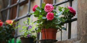 Роза чайная: уход в домашних условиях, посадка, полив и размножение