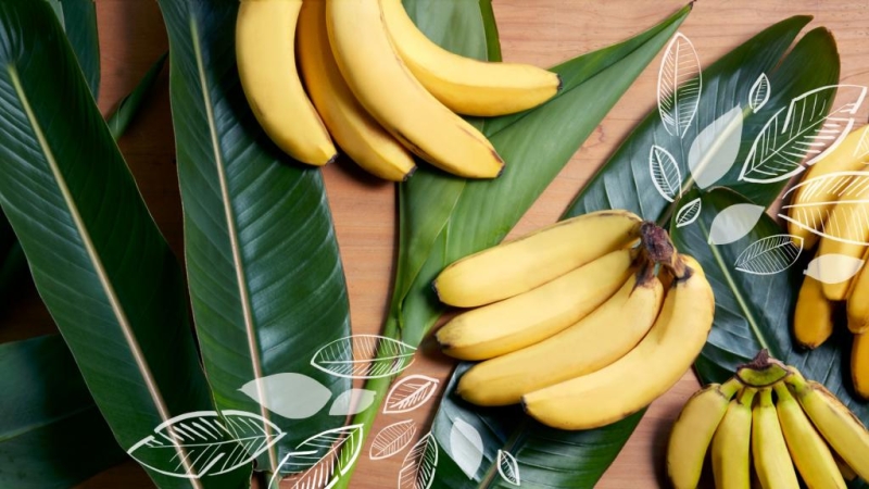Бананы: содержание витаминов, пищевая ценность