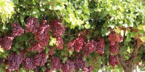 Чем удобряют виноград весной для увеличения урожая?