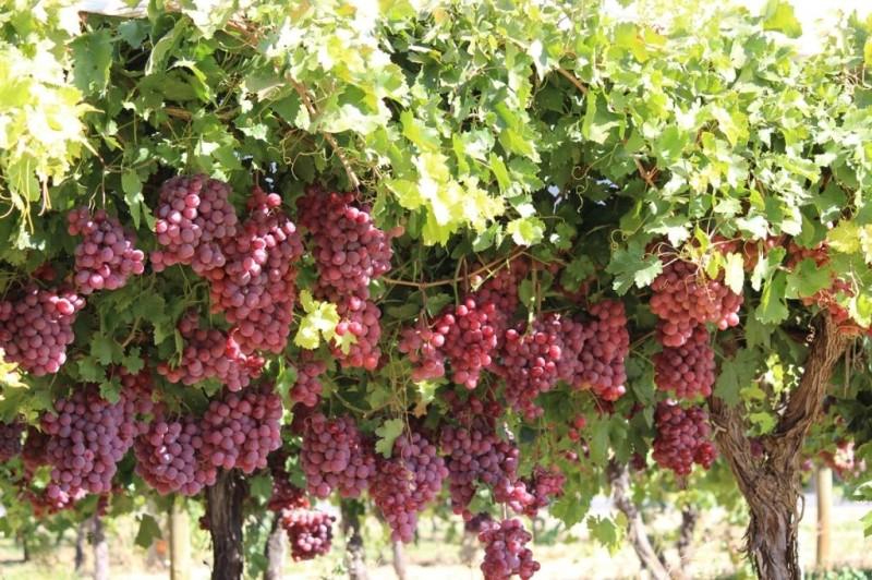 Чем удобряют виноград весной для увеличения урожая?