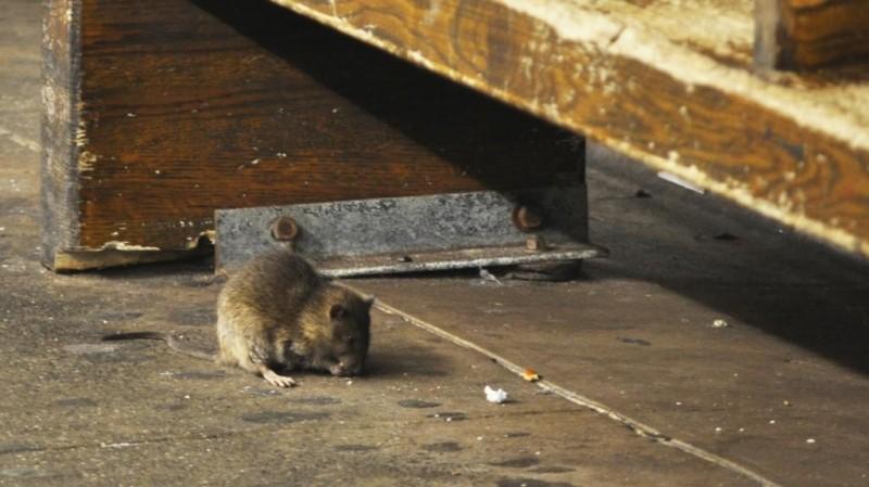 Дератизация крыс. Методы эффективной борьбы с крысами