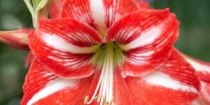Комнатный цветок Hippeastrum: уход в домашних условиях