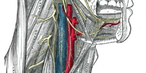 Языкоглоточный нерв: симптомы поражения, диагностика и лечение