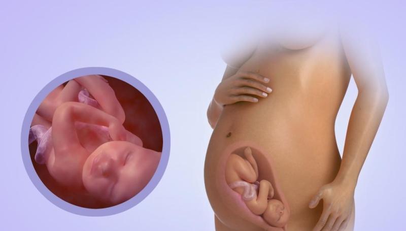 Как выглядит ребенок в 30 недель беременности: вес, размеры, анатомия