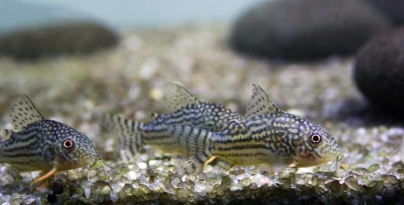 Крапчатый сомик коридорас: фото и описание, уход и размножение, совместимость в аквариуме