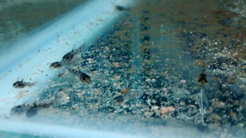 Крапчатый сомик коридорас: фото и описание, уход и размножение, совместимость в аквариуме