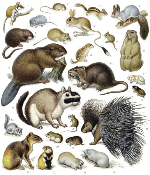 Основы систематики млекопитающих