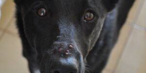 У собаки на морде прыщ: фото, причины и как избавиться