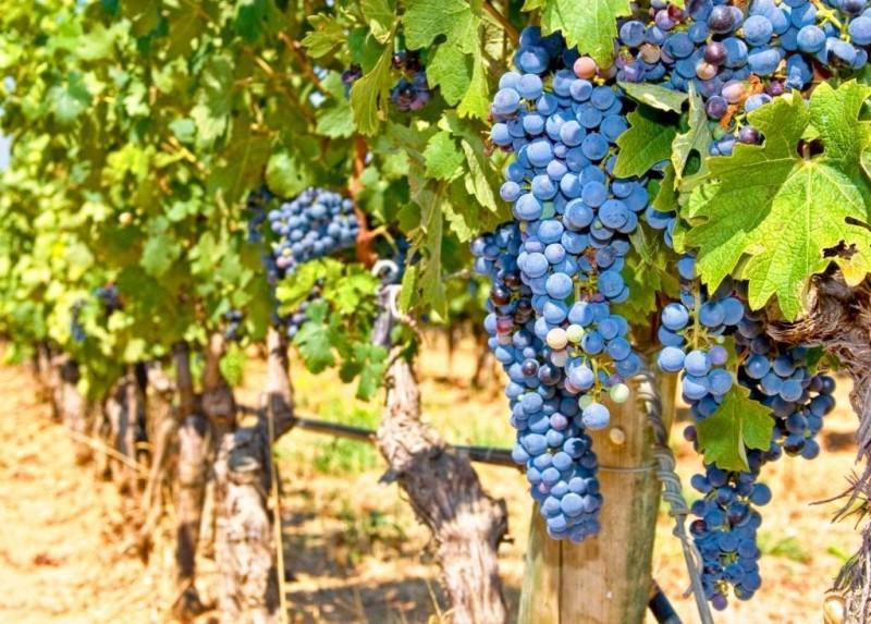 Винодельческие регионы Франции: список самых известных