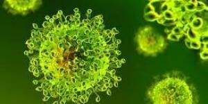 Вирусы используют стратегию приманки, чтобы уклониться от иммунной системы
