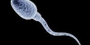 Сперматозоид сравнили со штопором и выдрой