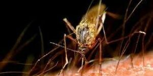 Новое открытие может помочь в лечении малярии