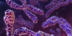 Биологи объяснили появление маскулинизированных X-хромосом