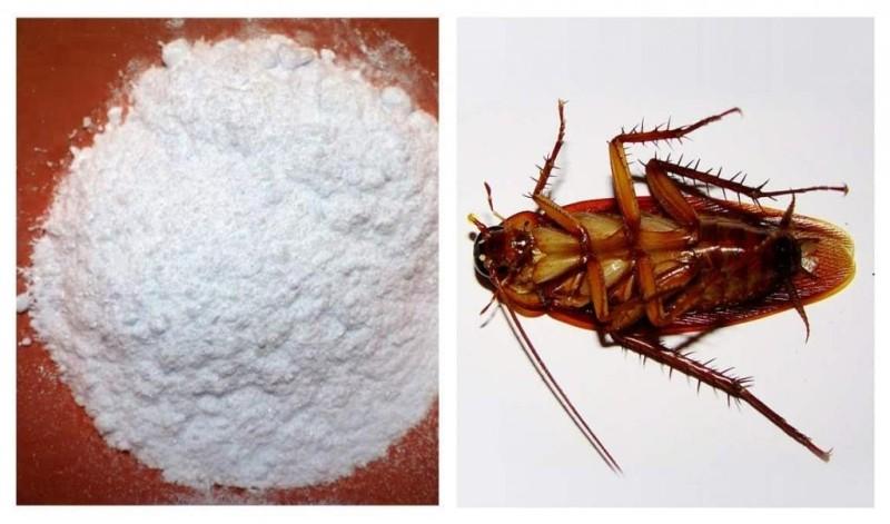 Борная кислота и желток от тараканов: пропорции, рецепт, правила использования