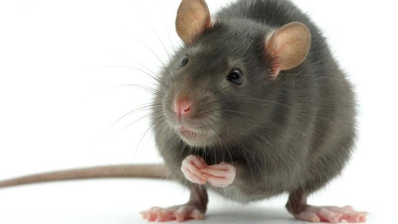 Как крысы воруют яйца: полезная информация, методы борьбы с грызунами