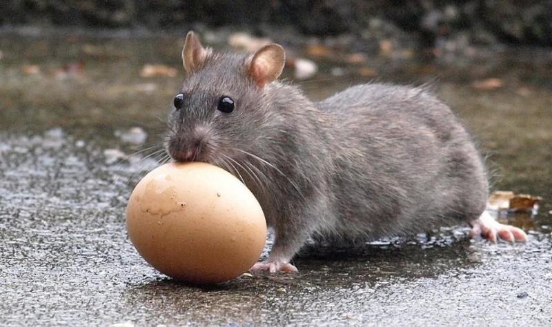 Как крысы воруют яйца: полезная информация, методы борьбы с грызунами