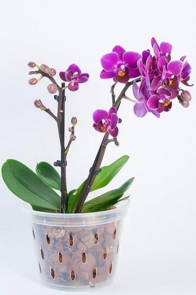Как сажать орхидею в горшок: правила, секреты и полезные советы