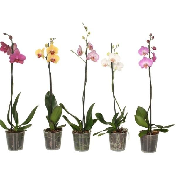 Как сажать орхидею в горшок: правила, секреты и полезные советы