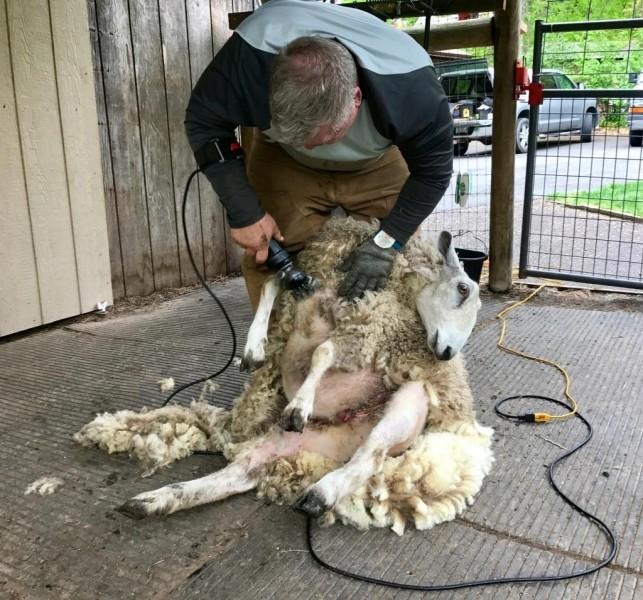 Как стригут овец: способы, сроки, подготовка животного, описание процесса