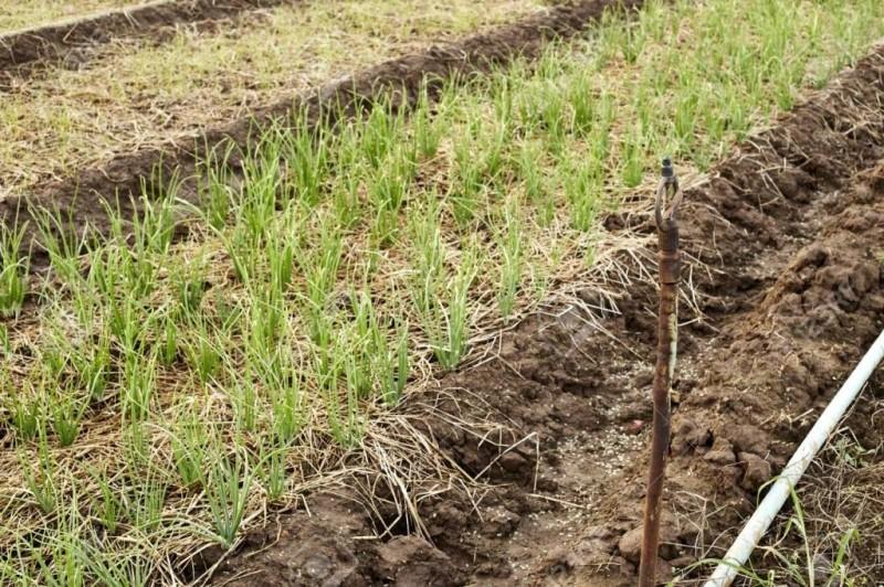 Как вырастить семена лука: технология выращивания, сбор и хранение