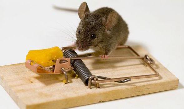 Капканы для крыс: виды, характеристики, функциональность и отзывы