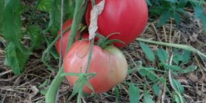 Классический представитель розовых сортов: урожайный томат Фиделио, ухаживать за которым очень просто