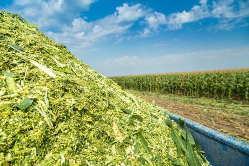 Кукурузный силос: технология выращивания, уборки и хранения