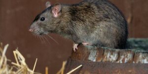 Лучшая приманка для крыс: способы уничтожения грызунов