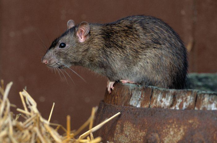 Лучшая приманка для крыс: способы уничтожения грызунов