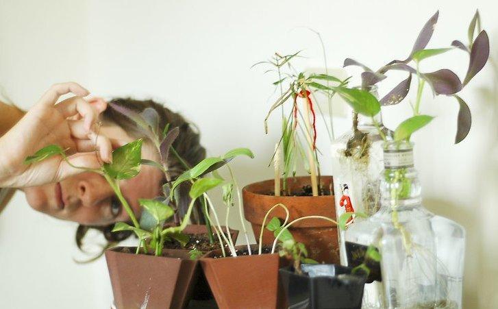 Паутинный клещ на комнатных растениях: как выглядит, фото, как бороться?