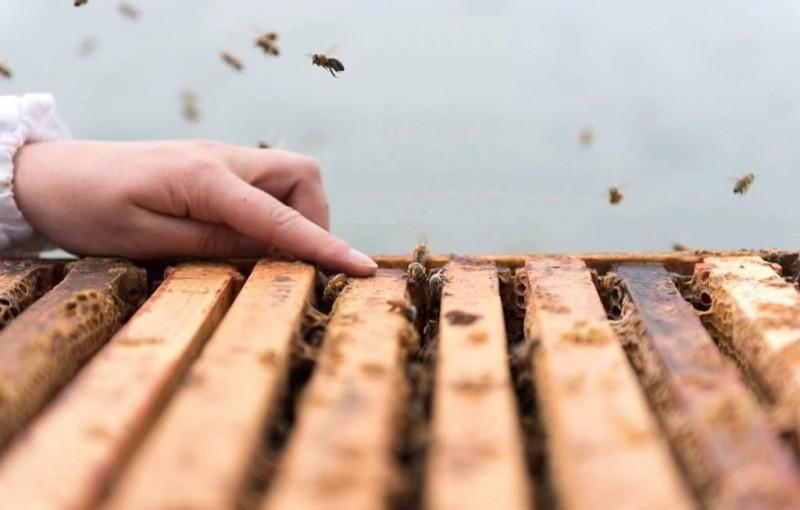 Советы по уходу за пчелами для начинающих