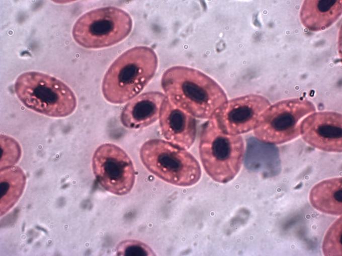 Обнаружены новые свойства белка, участвующего в клеточной сигнализации и свертывании крови