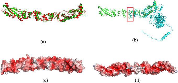 Ученые раскрыли тайны обмана вирусных белков