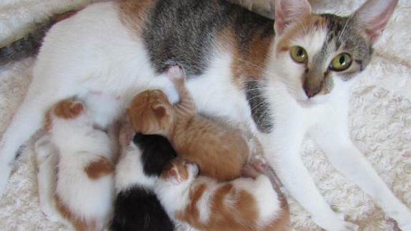 Как понять, что у кошки начинаются роды: первые признаки и оказание помощи