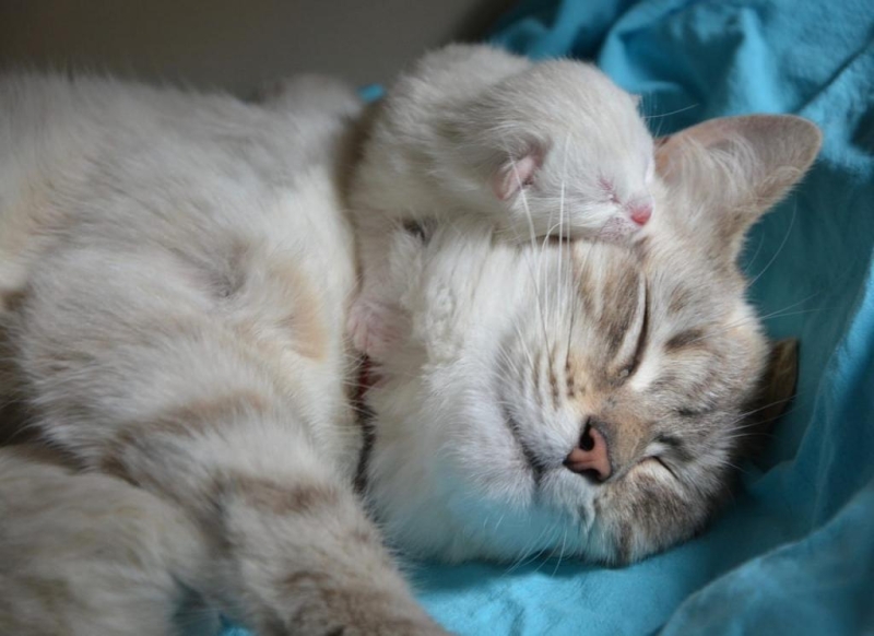 Как понять, что у кошки начинаются роды: первые признаки и оказание помощи