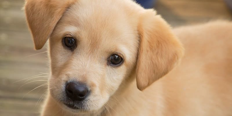 Можно ли собакам чеснок: польза и вред чеснока для домашнего питомца